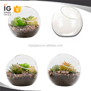 Plantes de <span class=keywords><strong>terrarium</strong></span> à vendre, <span class=keywords><strong>terrarium</strong></span> en verre, petit <span class=keywords><strong>terrarium</strong></span> - Product Image 2