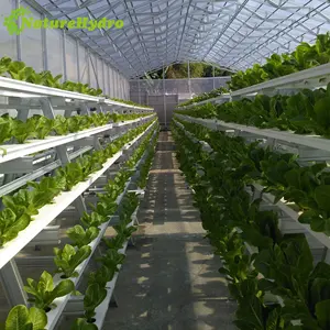 NFT hydroponic system lettuce strawberry growing vertical tube NFT system