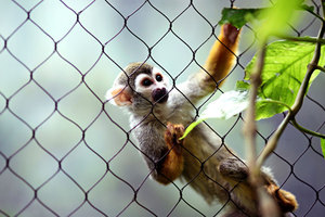Clôture de Protection des tigres, en acier inoxydable, clôture de câbles en fil Inox, <span class=keywords><strong>Cage</strong></span> avec maille pour animaux, Zoo - Product Image 4