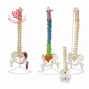 FOREST 4 Kinds Medical Science Lumbar Spinal Column 3D Bone Anatomy Spine Model Flexible Bend Human Skeleton