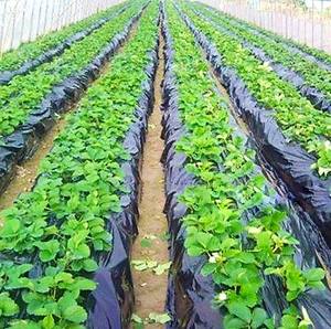 Film de <span class=keywords><strong>paillage</strong></span> noir en plastique anti-mauvaises herbes / anti-herbe 15 25 30 35 microns pour fraises, jardin potager - Product Image 5