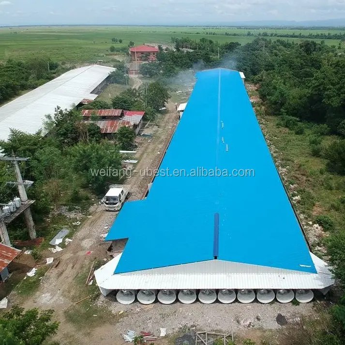 Control automático de aves de corral cobertizo granja de pollos de engorde pollo capa cobertizo nuevo diseño