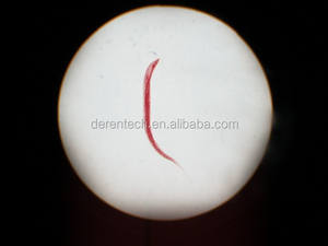 Mikroskop biyolojisi hazırlanan slaytlar tıbbi bilim için parazit slayt prasitoloji - Product Image 6