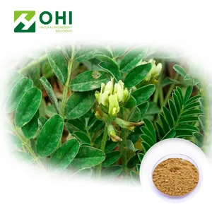 Cina produttore Estratto di Astragalus estratto di astragalus più Cycloastrogenol
