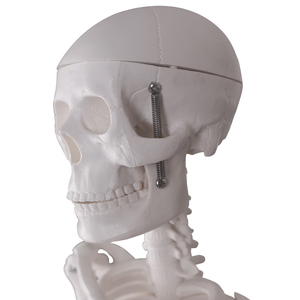 Modelli di Scheletri in Plastica in Varie Dimensioni, Bianchi e Verdi, Certificati per la Sicurezza, Garanzia di 1 Anno per Scuole di Medicina - Product Image 2