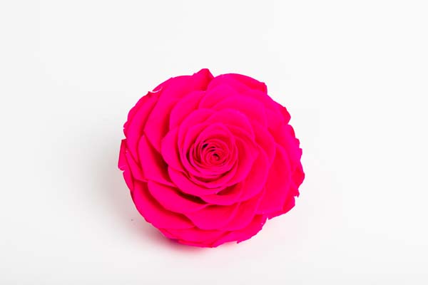 Rosy