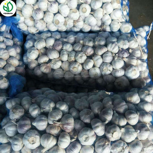 Nueva China ajo blanco fresco encurtidos ajo almacenamiento a guinea - Product Image 1