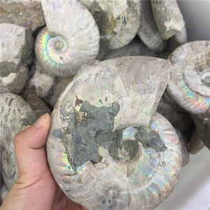 Bán Buôn Tự Nhiên Đầy Màu Sắc Ốc Xà Cừ Hóa Thạch Ammonite Hóa Thạch Cho Trang Trí Nội Thất - Product Image 3