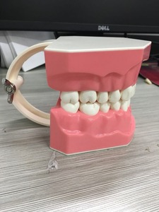 Spazzolini da denti dimostrazione modello dentale per la scuola materna i bambini di vendita calda con spazzolino da denti - Product Image 3