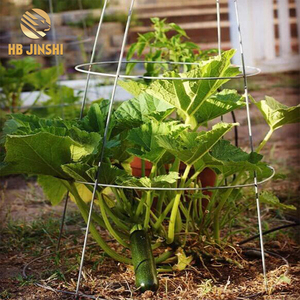 54in 4 anneau cage à tomates - Product Image 6