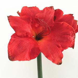 Hàng Mới Về Lụa Amaryllis Nhân Tạo Cảm Ứng Thật Kèm Thân Mút - Product Image 2