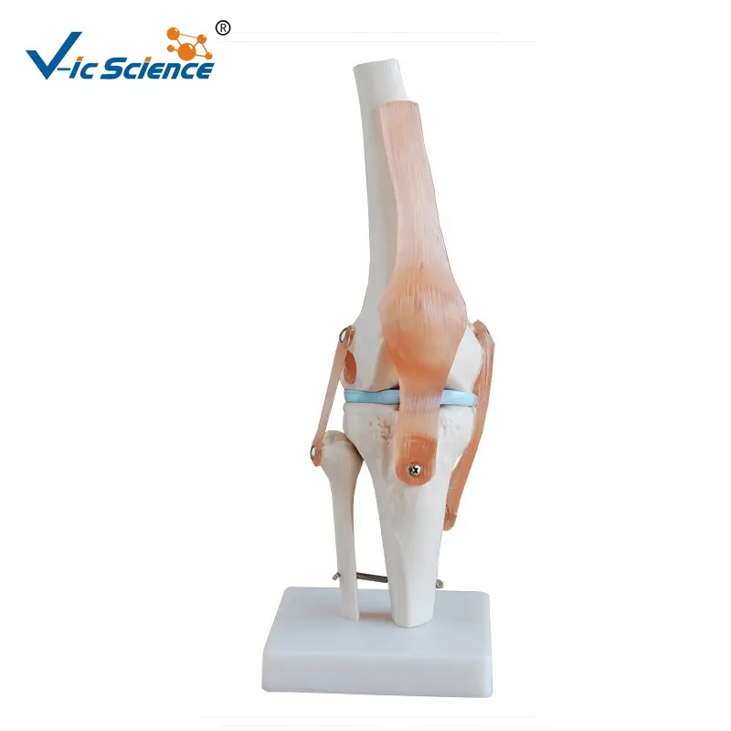 medical science Medical Teaching Anatomy Knee Joint Model Human Anatomical Teaching Model life size skeleton