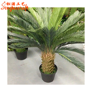 ต้นไซกัส ไซกัส รีโวลูต้า ราคา ไซกัส รีโวลูต้า ขาย - Product Image 1