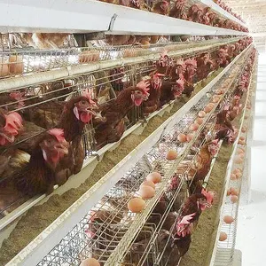 مزرعة دواجن الدجاج تربية أقفاص زرع نظام المعدات سعر البيض الدجاج اللاحم التلقائي بطارية طبقة الدجاج