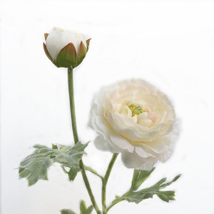 Fiori Artificiali all'Ingrosso: Loto Inglese e Peonie Finte in Plastica, Stile Giovane da 60 cm per Decorazioni Casa e Matrimoni - Product Image 4