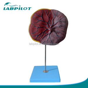 <span class=keywords><strong>Model</strong></span> Anatomi Plasenta dan Tali Pusar Manusia untuk Pendidikan - Product Image 1