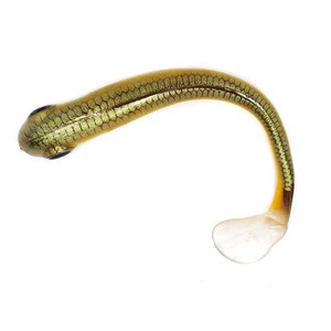 Corpo segmentato T-tail 3 pollici 4 pollici 4.5 pollici 7 pollici Soft Worm Lure Soft Bait esche <span class=keywords><strong>da</strong></span> <span class=keywords><strong>pesca</strong></span> morbide - Product Image 2