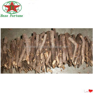 Rễ Cây Hông Paulownia 7 Năm Đến Cây Hông Paulownia - Product Image 2