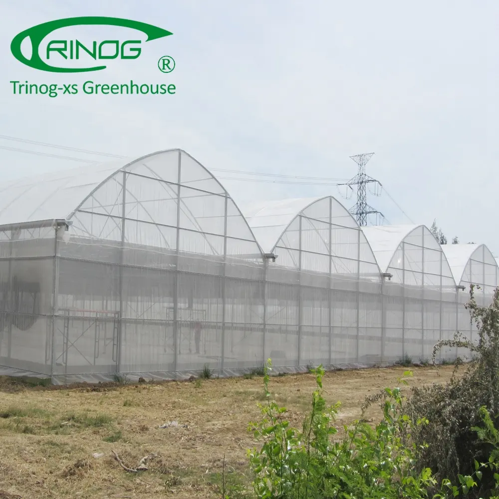 Película de plástico agrícola de alta tecnología, casa verde para granja de tomates