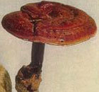 Vente chaude Extrait Poudre Lucide <span class=keywords><strong>Ganoderma</strong></span> <span class=keywords><strong>Spore</strong></span> Poudre - Product Image 3