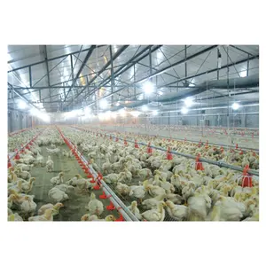 China Factory Automatic Machine Niedriger Preis Hochwertige Geflügel zucht ausrüstung für Broiler Chicken