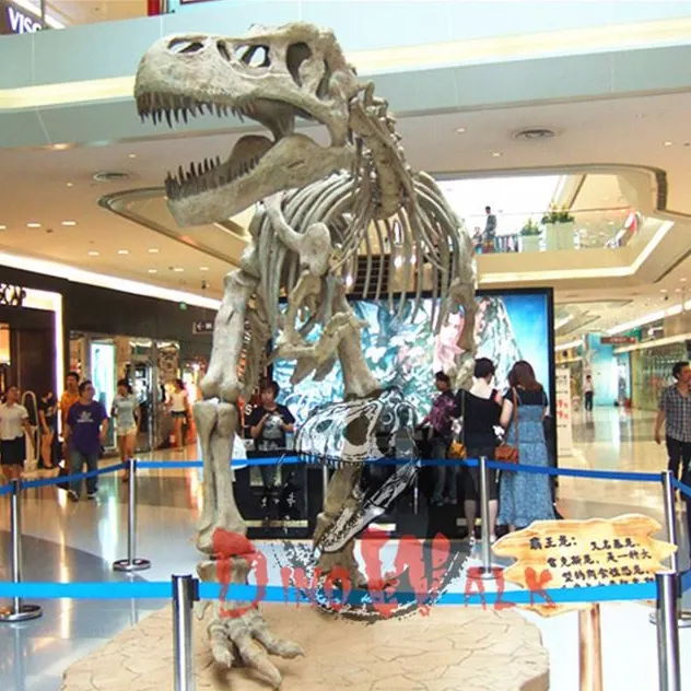 Dino0181 Dinosaurus Fossiel Skelet Replica Voor Verkoop In Museum