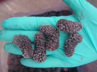Iqf Bevroren Fruit Zwarte Moerbei
