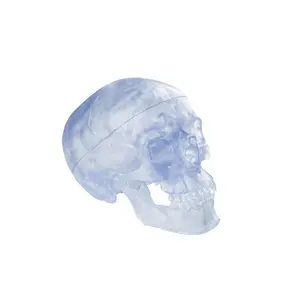 Transparent skeletal skull anatomy model