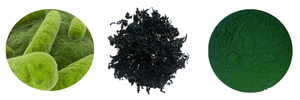 Bovins, Cheval, Poulet, Chien, Cochon, Poissons <span class=keywords><strong>Utilisation</strong></span> <span class=keywords><strong>Spiruline</strong></span> <span class=keywords><strong>En</strong></span> <span class=keywords><strong>Poudre</strong></span> - Product Image 5