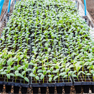 Bán Buôn 98/104/128/200/288 Tế Bào Thực Vật Mía Khay Hạt Giống Cho Vườn Ươm Planter Of Garden - Product Image 5