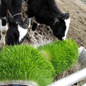Système de culture de germes d'<span class=keywords><strong>orge</strong></span> de type conteneur |   Solution d'alimentation hydroponique pour les fermes - Product Image 4