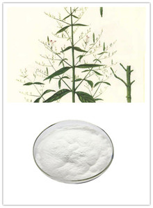 Andrographis-extracto <span class=keywords><strong>Natural</strong></span> de hoja de <span class=keywords><strong>Paniculata</strong></span>, polvo 98% Andrographis a Tailandia - Product Image 2