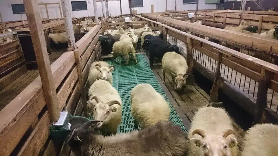 Piso de plástico de cabra da ovelha equipamentos de fazenda de animais