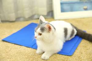 Estera de hielo para mascotas de refrigeración de verano, estera de enfriamiento de hielo para mascotas barata de moda para perros - Product Image 3