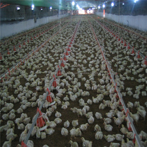 Comederos y bebederos automáticos de aves de corral para pollos de engorde - Product Image 4