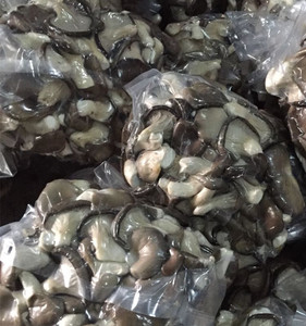 Detan <span class=keywords><strong>Pleurotus</strong></span> <span class=keywords><strong>Ostreatus</strong></span> Extrait De Champignon - Product Image 2