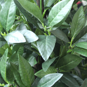 Nhựa + dây + PE, vải lụa cây nhân tạo loại tháp nhỏ cây thường xanh lá 1209 0708 - Product Image 5