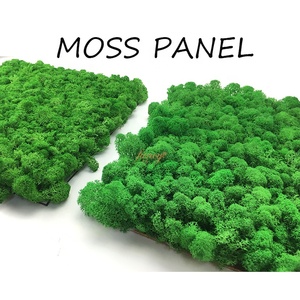 Fleurs et plantes décoratives murales en mousse naturelle de renne stabilisée pour le bureau et la maison pour la décoration de la chambre - Product Image 3