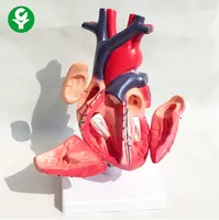 Model Jantung Pengajaran Anatomis Medis, Model Visceral