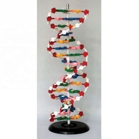 Modèle de double hélice d'ADN, modèle scientifique médical coloré pour l'éducation et l'exposition