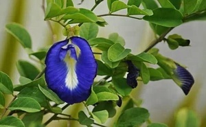 สีผสมอาหารจากธรรมชาติ วัตถุดิบดอกไม้แห้ง สีฟ้า ดอกอันชาน ขาย - Product Image 2
