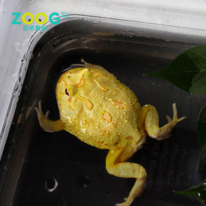 Jaulas de serpiente para <span class=keywords><strong>reptiles</strong></span>, pequeñas pantallas de madera, precios a la <span class=keywords><strong>venta</strong></span> en línea - Product Image 4