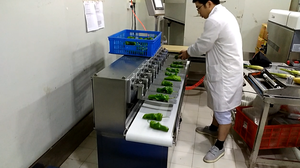 Máy Kiểm Tra Cân Bằng Tự Động Độ Chính Xác Cao, Quy Mô Phân Loại Và Vận Chuyển Bằng Thép Không Gỉ Tự Động - Product Image 2