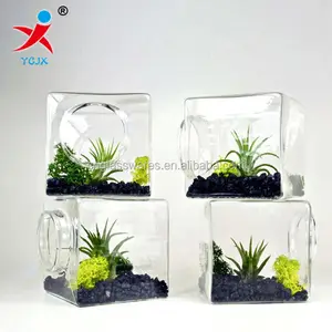 Neue design quadrat glas glas terrarium für anlage