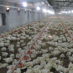 <span class=keywords><strong>el</strong></span> precio de fábrica automática de pollo moderno para la granja de aves de <span class=keywords><strong>corral</strong></span> casas - Product Image 1