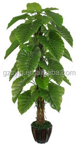 Meilleures ventes : Plante d'intérieur <span class=keywords><strong>en</strong></span> <span class=keywords><strong>pot</strong></span> <span class=keywords><strong>en</strong></span> plastique, Pothos doré / <span class=keywords><strong>Arum</strong></span> de la famille des Aroéacées, plante à feuilles persistantes, Bonsaï, Plante porte-bonheur pour la décoration - Product Image 3