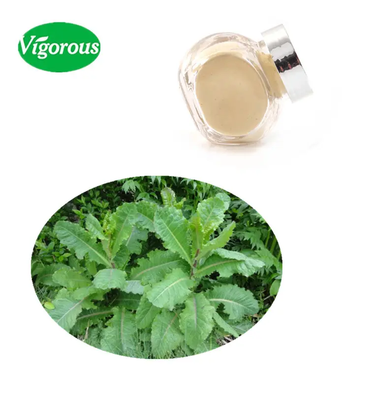 100% ธรรมชาติ Lactuca Sativa virosa Extract/ป่าผักกาดหอมสารสกัดจากใบ