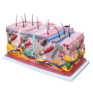 Gelsonlab HSBM-336 Allargata modello di struttura della <span class=keywords><strong>pelle</strong></span> <span class=keywords><strong>umana</strong></span> anatomico modello di <span class=keywords><strong>pelle</strong></span> - Product Image 1
