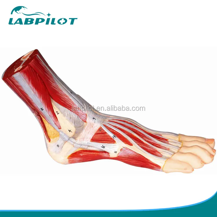 Gran oferta médica precisa 3D modelo anatómico de pie humano