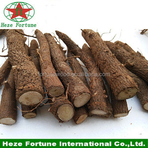 Rễ Cây Hông Paulownia 7 Năm Đến Cây Hông Paulownia - Product Image 5